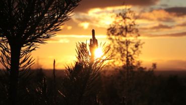 Pine tree at sunset