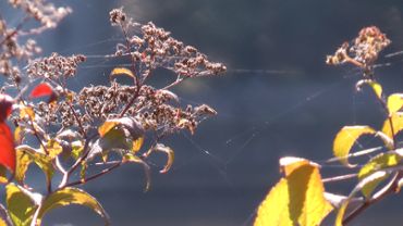 Glitzerndes Spinnennetz