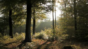 Late Summer Forest