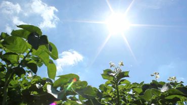 Sunny Crops