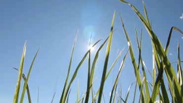 Green leaves and sunlight