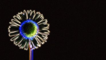 Neon Flower Experience