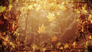 Autumn foliage background