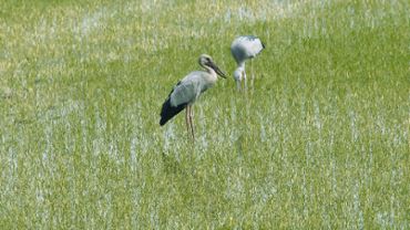 Asian Openbill Stork