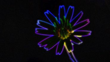 Neon Flower Experience