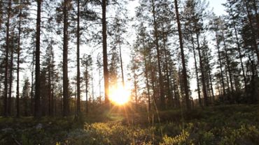 Sunny Forest