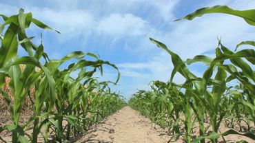 Juvenile Corn