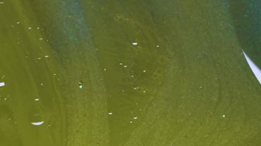 Green liquid texture