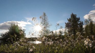 Beautiful summer flowers