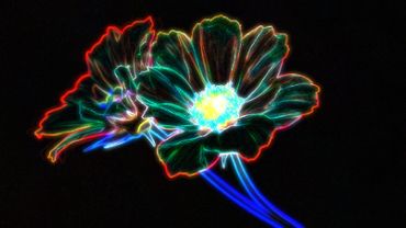 Neon Flower Experience