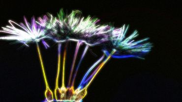 Neon Flower Experience