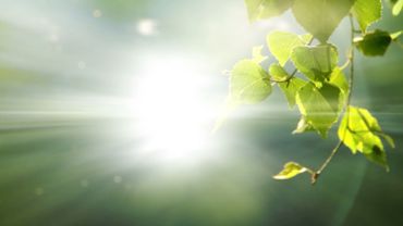 Green leaves and sunlight