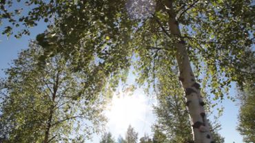 Birch tree in the breeze