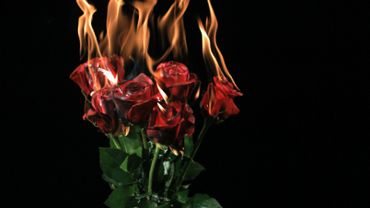 Burning Roses