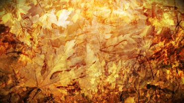 Autumn foliage background