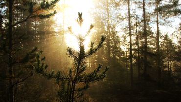 Mystical morning forest