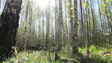 Sunny springtime forest