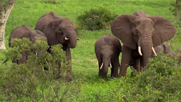 African Elephants