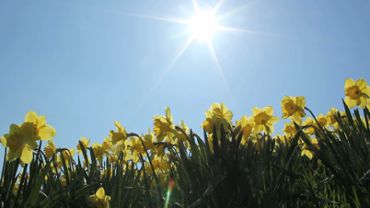 Sun and Flowers