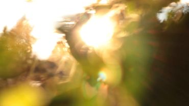 Defocused leaves and sunlight