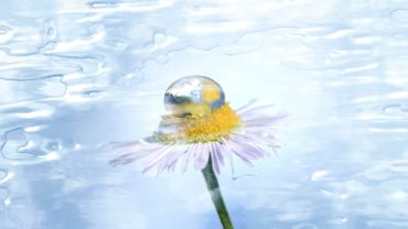 Water flowing above daisy background