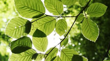 Green leaves close up