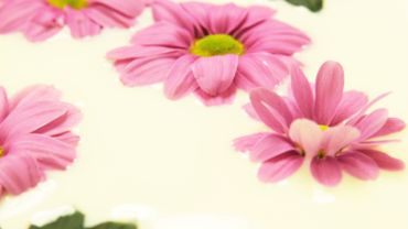Purple Daysy