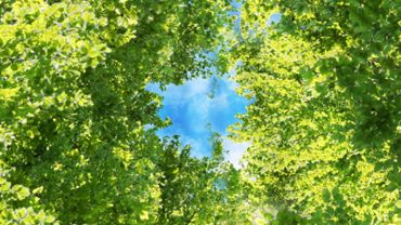 Flight Through Leaves