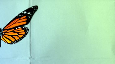 Butterfly paperworks loop