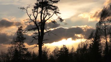 Trees and evening sky