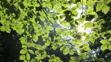 Sunny Forest