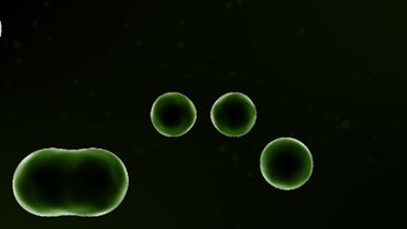 Multiplying Cells