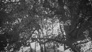 Tree with its branches and leaves