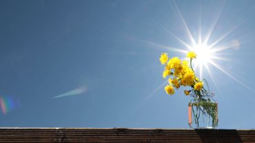 Flowers and sun