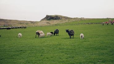 Sheeps and Lambs