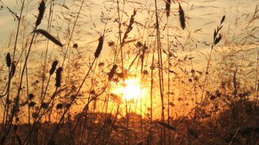 Sunset Meadow