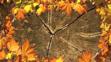 Autumn leaves and wood