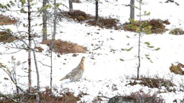 Tetrao urogallus in late winter