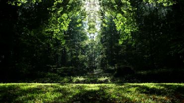 Fairy tale forest