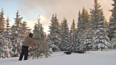 Decorating Christmas Tree