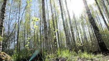 In a sunny forest