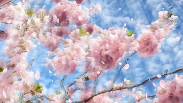 Flowering cherry background loop