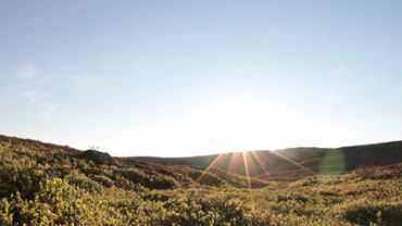 Sunny tundra landscape