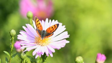 Beautiful Butterfly