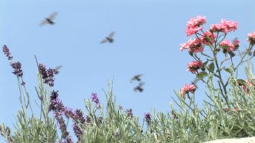 Birds & Flower Field (HD)