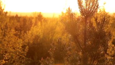 Trees in the evening sun