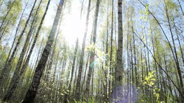 Forest of birch trees