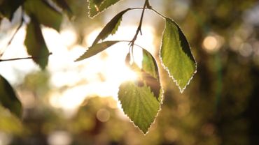 Green leaves and sunlight