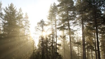 Foggy morning forest