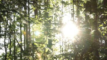 In the very green forest